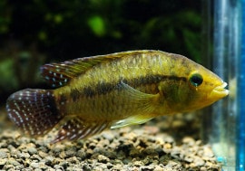 ���𡡥��쥦�ƥꥢ���ףɣ̣� (ML)�����У򡡡���