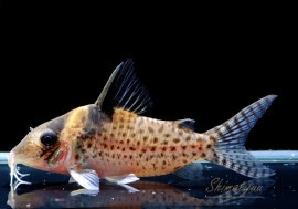 C.sp. ߥ󥰥ΡݥåȥСVar(顼ݥå)WILD3ɤ