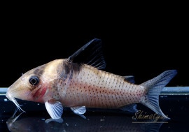 C.sp. ߥ󥰥ΡݥåȥСVar(ߥȥݥå)WILD1ɤ