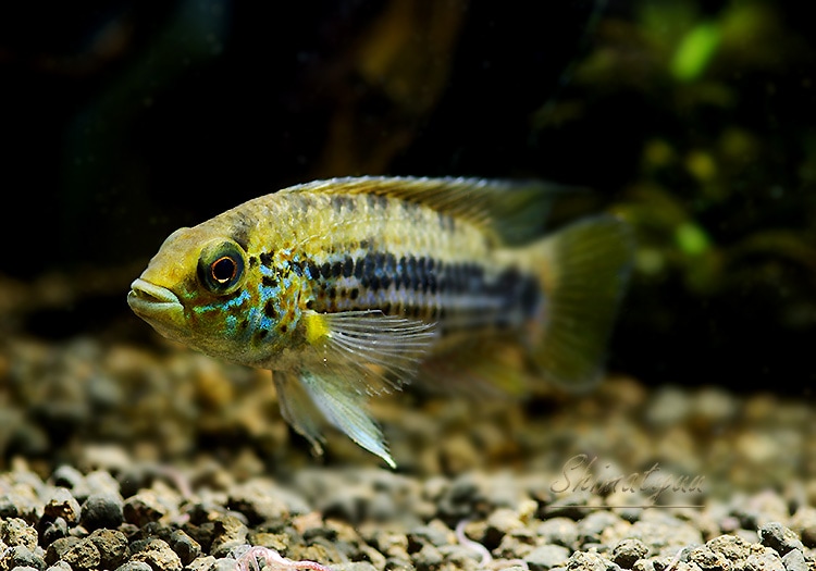 Ap.cf. アラクリナ WILD “Rio Guayas” D18 1Pr | アピスト