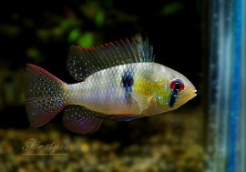 ѥԥꥪߥߥ쥸(ML)ףɣ̣ġȥӥɡ1У