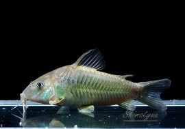 Co.cf.ͥףɣ̣ġȥӥɡ1ɤ