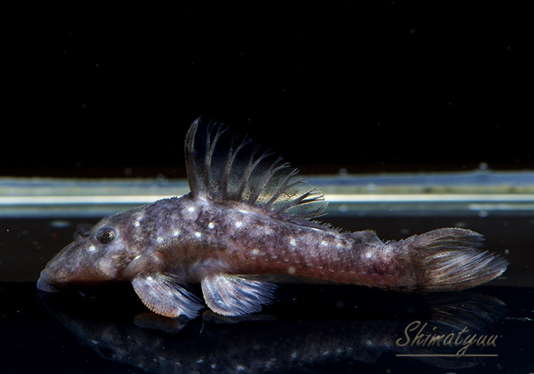 L280 ミクラカンティクス・バンドラグティ WILD 1匹 | プレコ,その他の