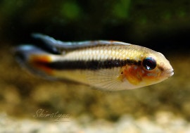 ����.cf. �������ڥ������ףɣ̣ġ���Rio Atacavi Venezuela�ɡ�