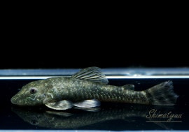 ��Ǯ�ӵ��ۡ��ѥ饪�ȥ���sp��1ɤ