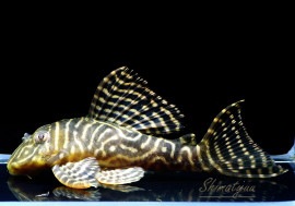 ��-��������������륭�󥰥���󥫡����ȥ��륢�ɡ�1ɤ