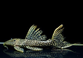 ò!!ʪե䡼ɥåȥȥࡡߥɥ륵No.n-10