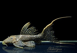 ò!!ʪե䡼ɥåȥȥࡡߥɥ륵No.n-12