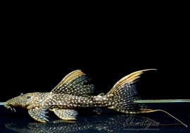 ò!!ʪե䡼ɥåȥȥࡡߥɥ륵No.n-13