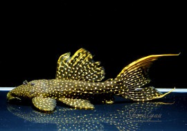 ò!!ʪե䡼ɥåȥȥࡡߥɥ륵No.n-14