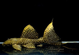 ò!!ʪե䡼ɥåȥȥࡡߥɥ륵No.n-15