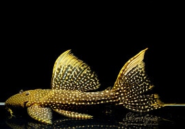 ʪե䡼ɥåȥȥࡡ祵No.03