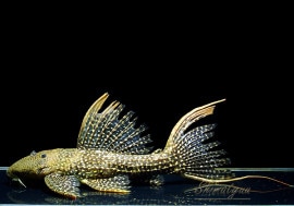 ò!!ʪե䡼ɥåȥȥࡡNo.n-19