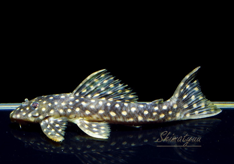 オパールドットマグナムプレコ　プレコ　熱帯魚　アクアリウム 国産 オパールドットマグナムプレコ（訳アリ） - 熱帯魚のmishima