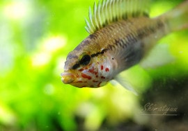 ����.sp.Z3���ףɣ̣ġ�ͺ1ɤ