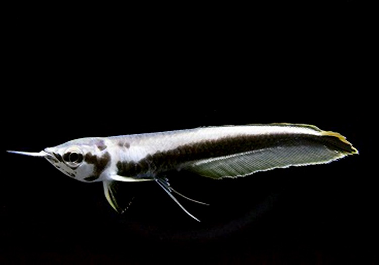 一点物 極上個体 プラチナブラックアロワナ K F 2 神戸店在庫 希少種 特殊個体 Aqua F東京店通販ショップ