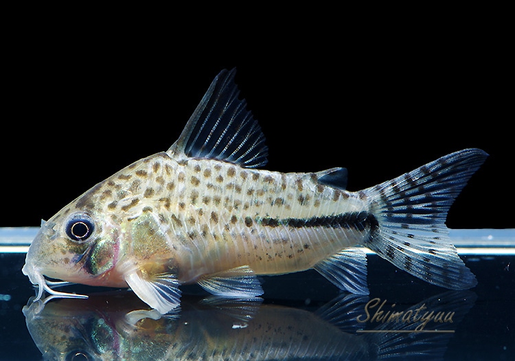 Co ペルーボンディ WILD 1匹 | コリドラス,ショートノーズ | AQUA-F