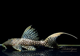 ò!!ʪե䡼ɥåȥȥࡡNo.n-21