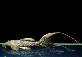 ò!!ʪե䡼ɥåȥȥࡡNo.n-22