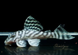 ����ʪ����-333���ۥ磻�ȥ�����를�֥顡No.01