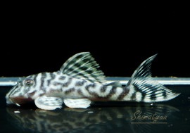 ����ʪ����-333���ۥ磻�ȥ�����를�֥顡No.02