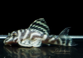 ����ʪ����-333���ۥ磻�ȥ�����를�֥顡No.03