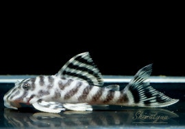 ����ʪ����-333���ۥ磻�ȥ�����를�֥顡No.05