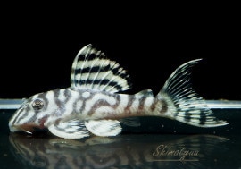 ����ʪ����-333���ۥ磻�ȥ�����를�֥顡No.06