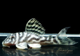 ����ʪ����-333���ۥ磻�ȥ�����를�֥顡No.07