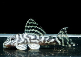 ����ʪ����-333���ۥ磻�ȥ�����를�֥顡No.08