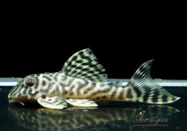 ����ʪ����-333���ۥ磻�ȥ�����를�֥顡No.10