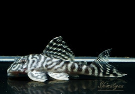 ����ʪ����-333���ۥ磻�ȥ�����를�֥顡No.12