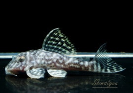 ����ʪ����-333���ۥ磻�ȥ�����를�֥顡No.13