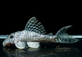 ����ʪ����-333���ۥ磻�ȥ�����를�֥顡No.14