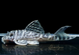 ����ʪ����-333���ۥ磻�ȥ�����를�֥顡No.17