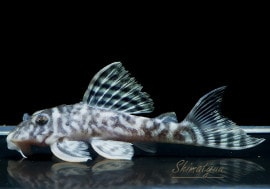 ����ʪ����-333���ۥ磻�ȥ�����를�֥顡No.20