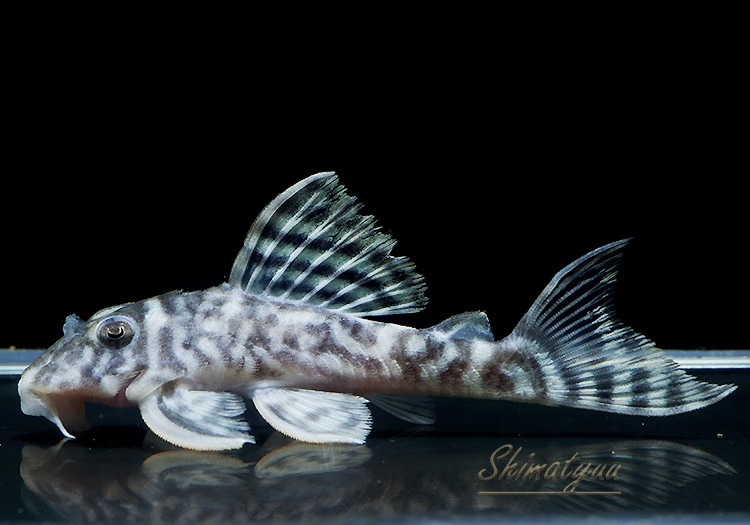 一点物 L-333 ホワイトロイヤルゼブラ No.20 | プレコ,キングロイヤル