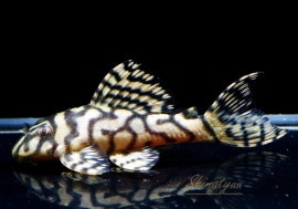 ʪL333ڥ롦ꥢ ᥬ饦󥼥֥顡No.17