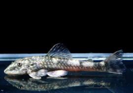 ��Ǯ�ӵ��ۡ��ѥ饪�ȥ���.sp.