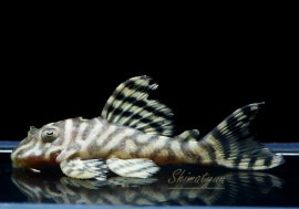 ����ʪ L333��������ǥ󥭥󥰥������ץ쥳��No.04