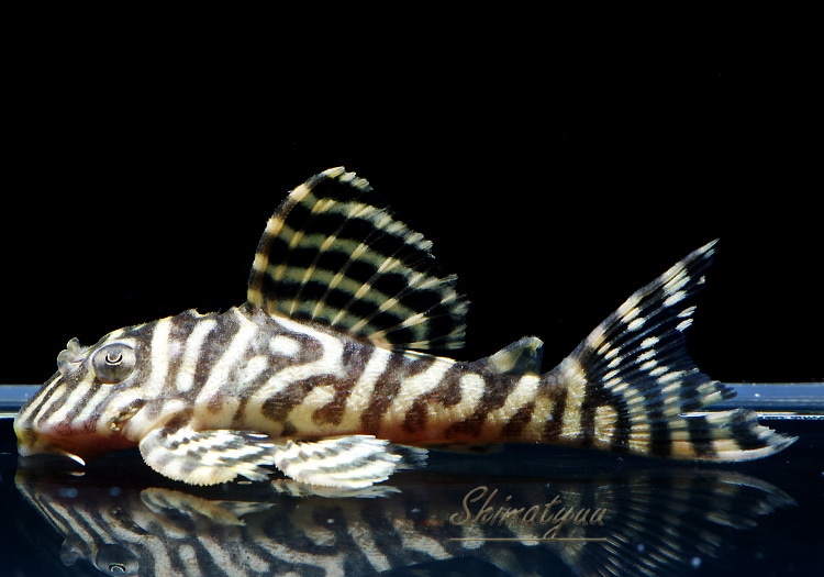 一点物 L333 ゴールデンキングロイヤルプレコ No.06 | プレコ,キング