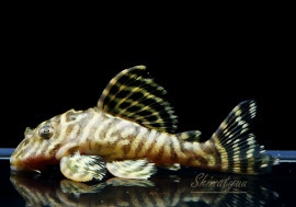 ����ʪ L333��������ǥ󥭥󥰥������ץ쥳��No.07