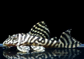 ����ʪ L333��������ǥ󥭥󥰥������ץ쥳��No.08