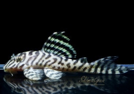 ��-66�����󥰥����䡡No.01