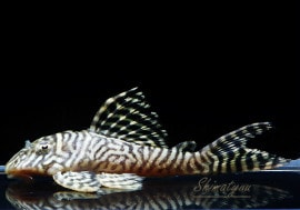 ��-66�����󥰥����䡡No.05