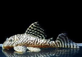 ��-66�����󥰥����䡡No.07