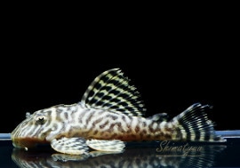 ��-66�����󥰥����䡡No.08