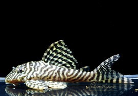 ��-66�����󥰥����䡡No.09