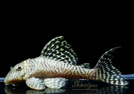 ��-66�����󥰥����䡡No.10