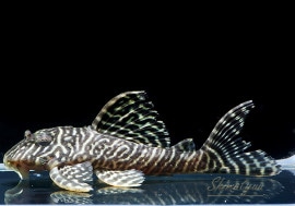 ��-66�����󥰥����䡡No.12